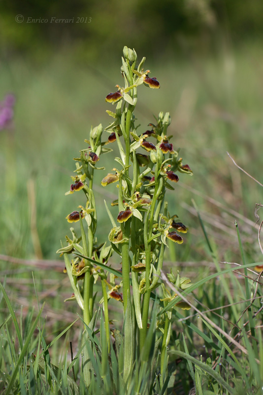 Ophrys sphegodes s.l.